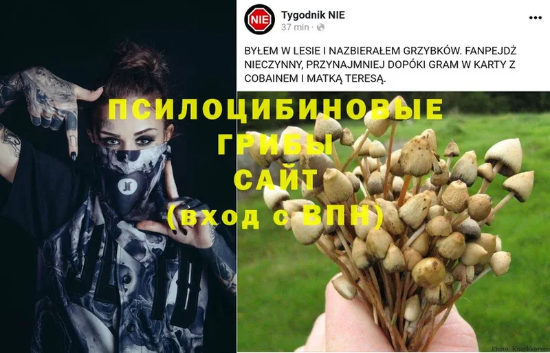 Галлюциногенные грибы Psilocybine cubensis  даркнет сайт  Новомосковск 